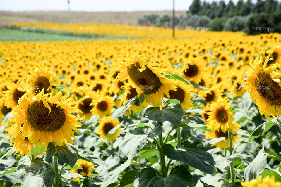 Sunflower, Agriculture, Field, Nature, Flora