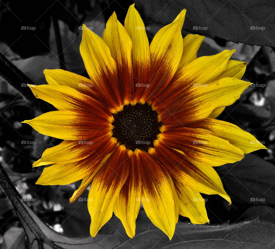 yellow nature flower bright by olijohnson