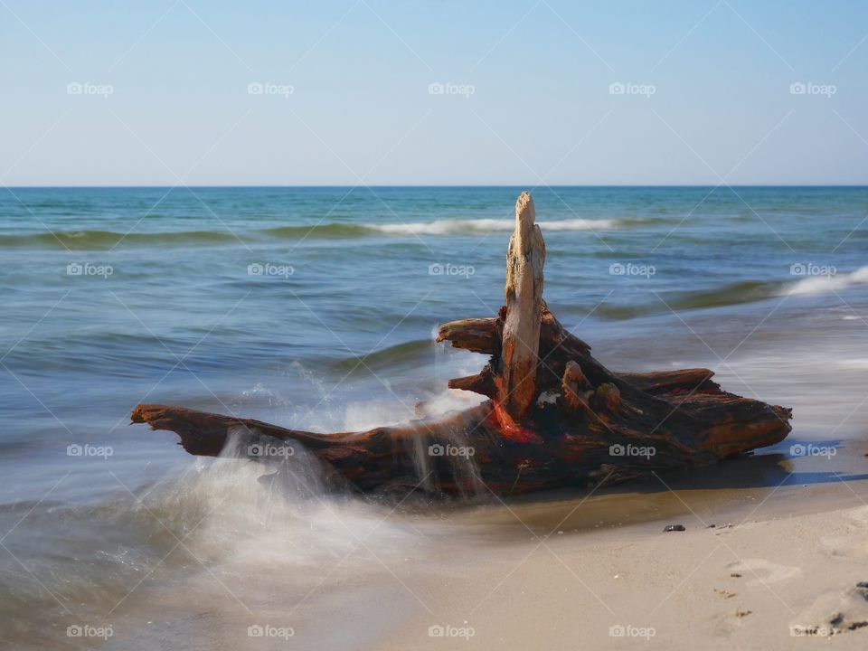 Tree trunk at beach