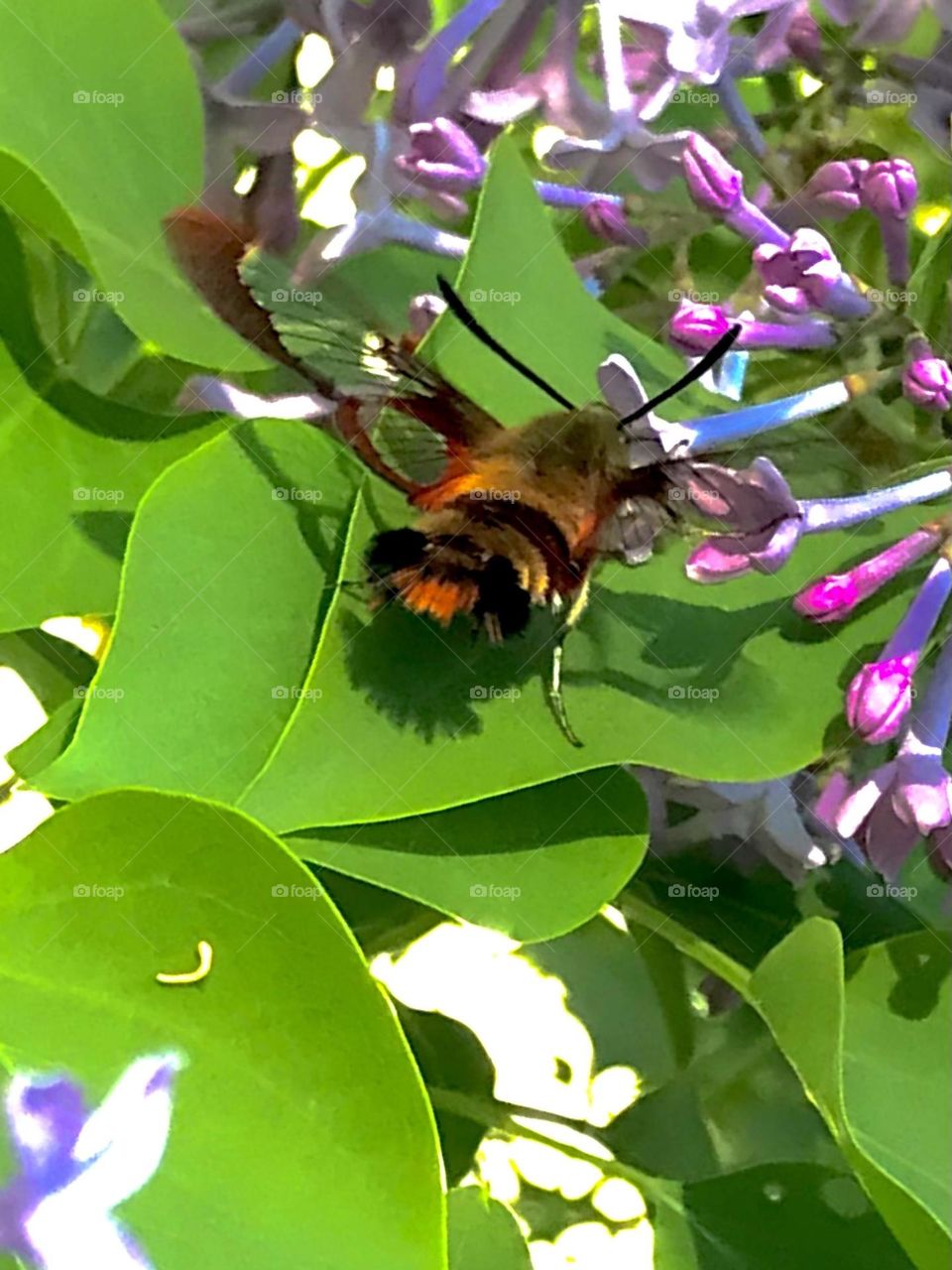 Hummingbird clear wing