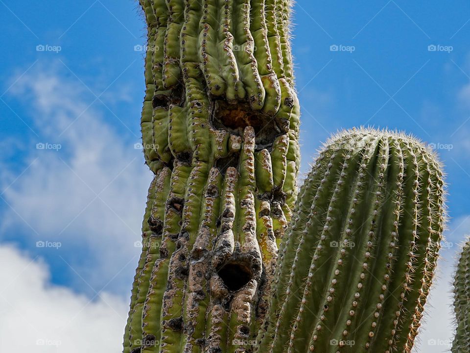 A tall Saguaro appears to have a face from woodpeckers drilling holes into it