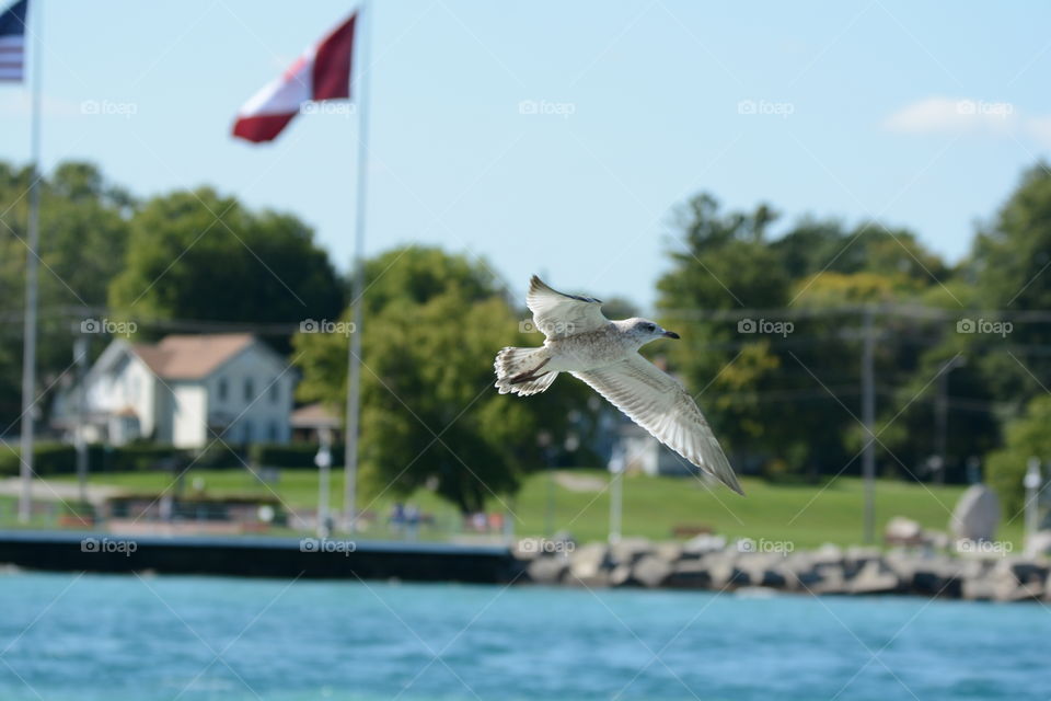 Seagull flying in sky