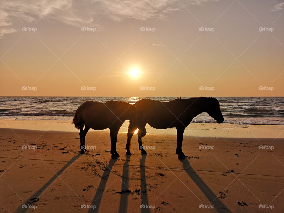 Horses and sunset both are awesome