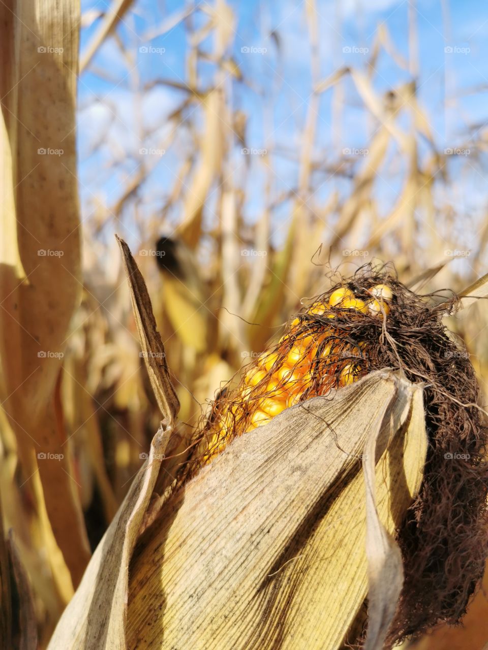 Maiskolben öffnet sich