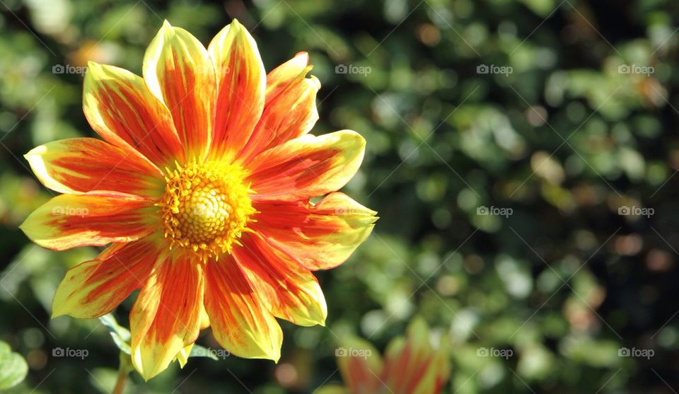 Close-up of dahlia