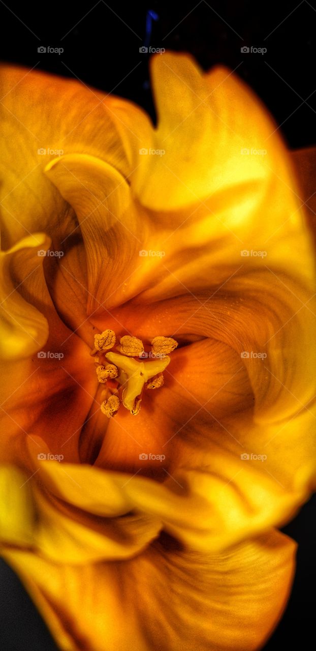 Tulip....yellow