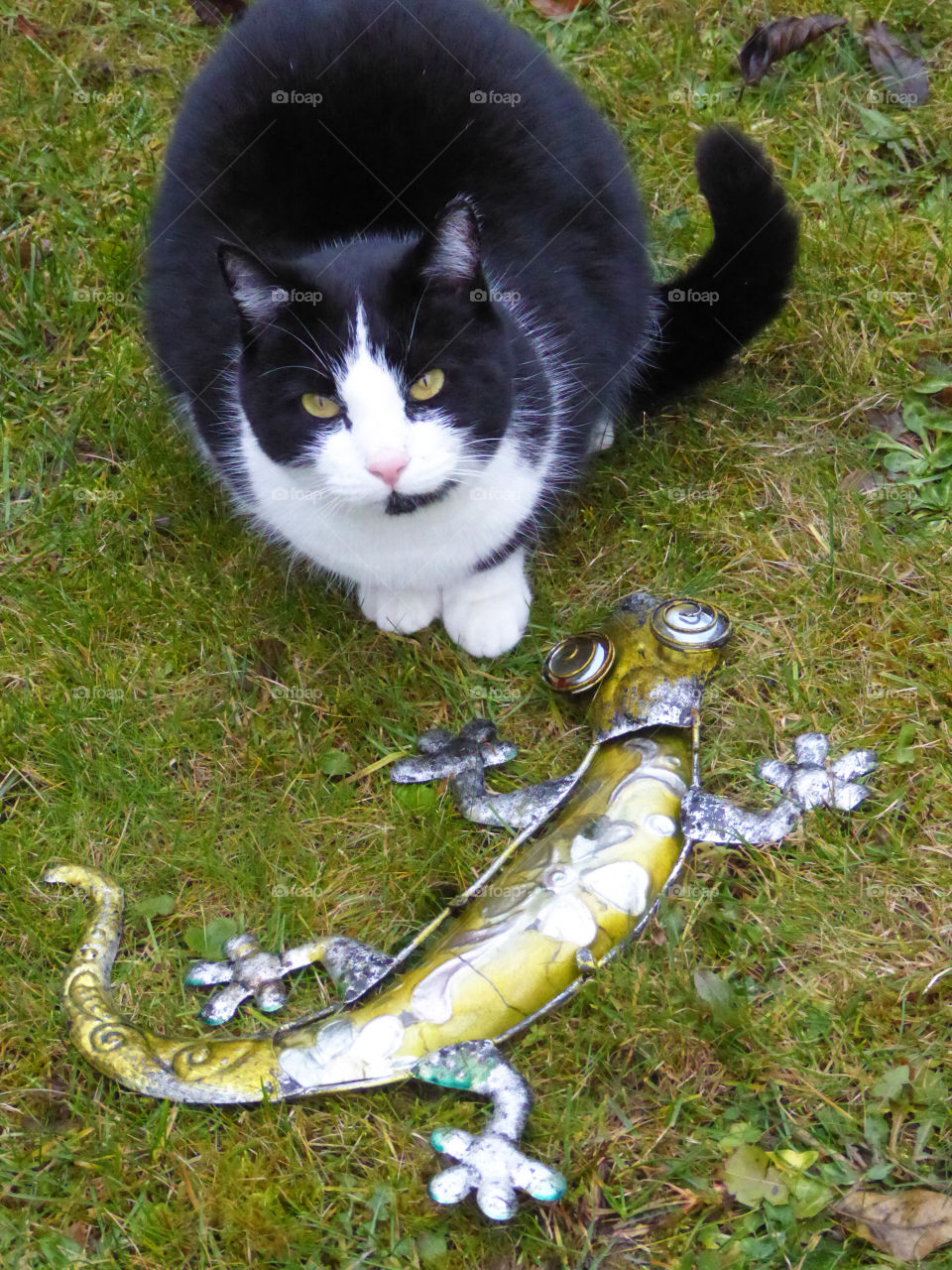 Black-and-white cat with a gecko
