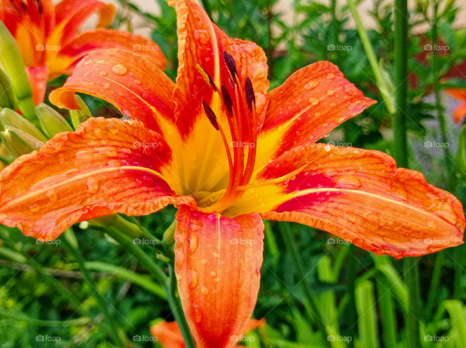 Daylily is brown-yellow after the rain. Garden.