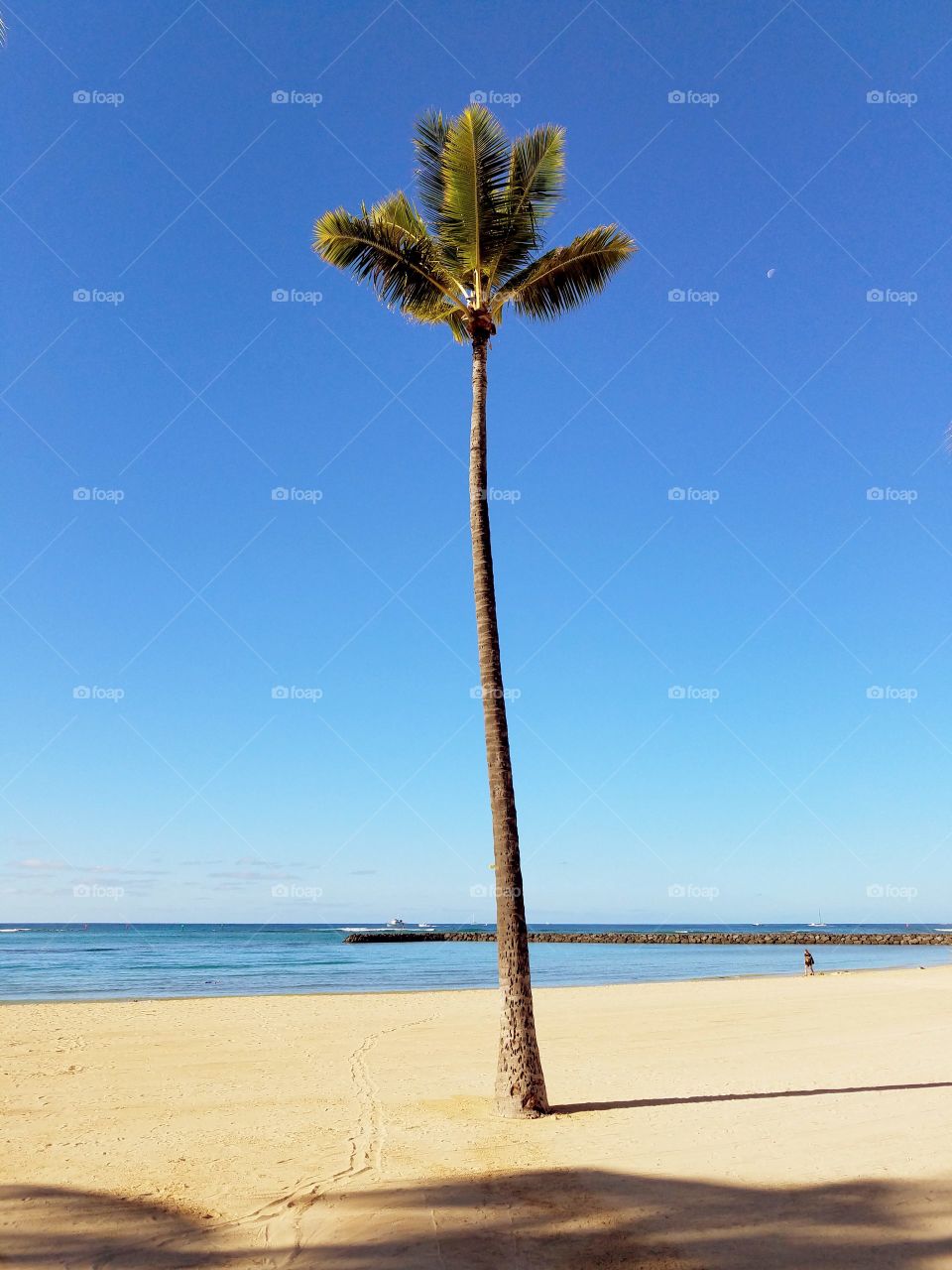 View of palm tree on beach