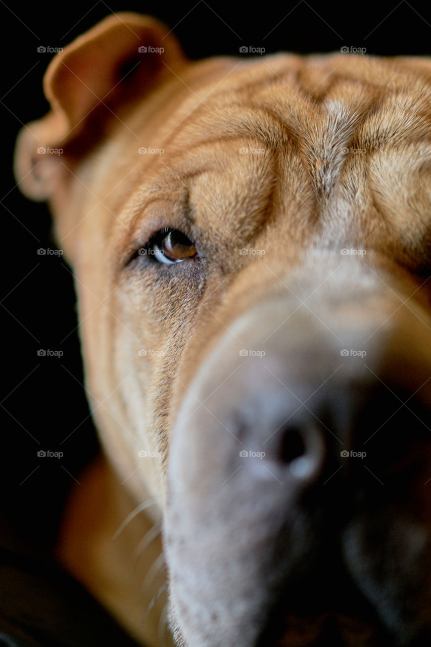 Close-up of dog's head