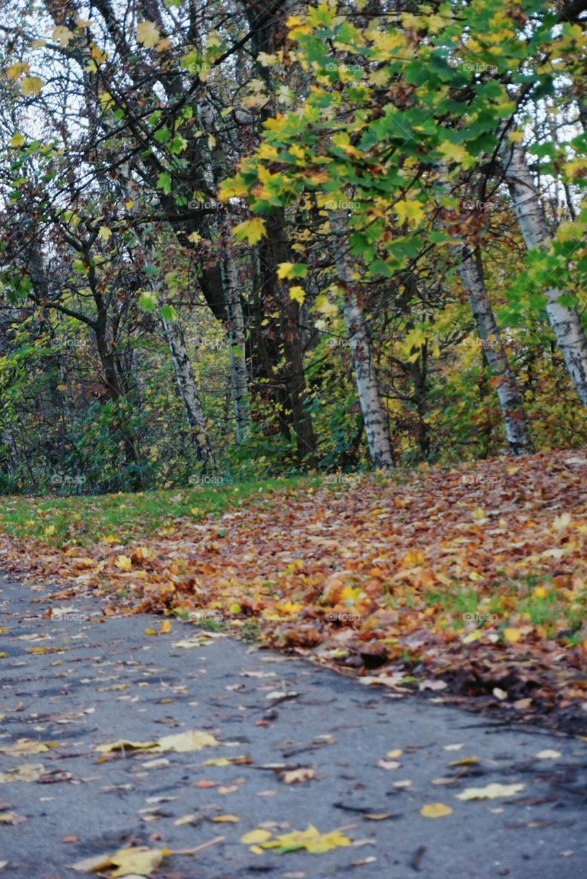 Autumn#leaves#colors#nature