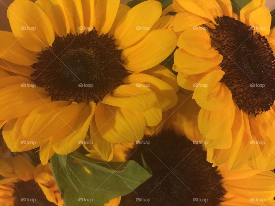 Sunflowers