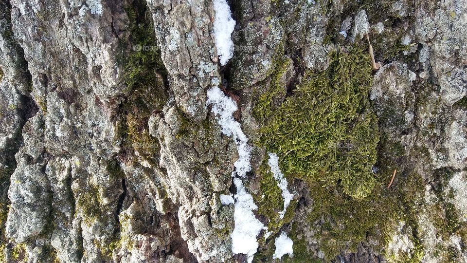 Moss and Snow on Oak