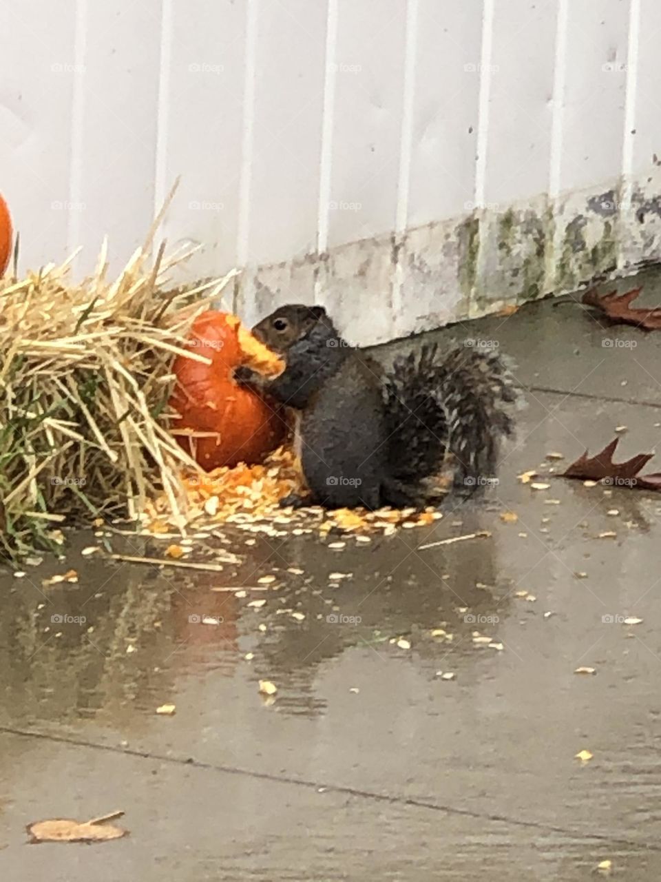 Snacking Squirrel 