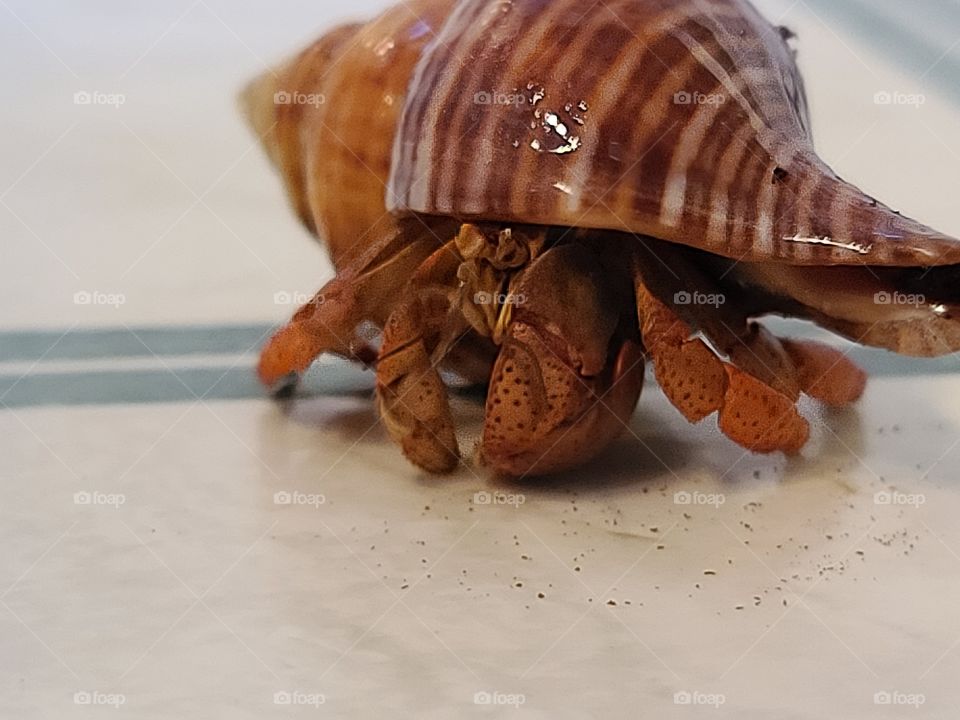 medium hermit crab