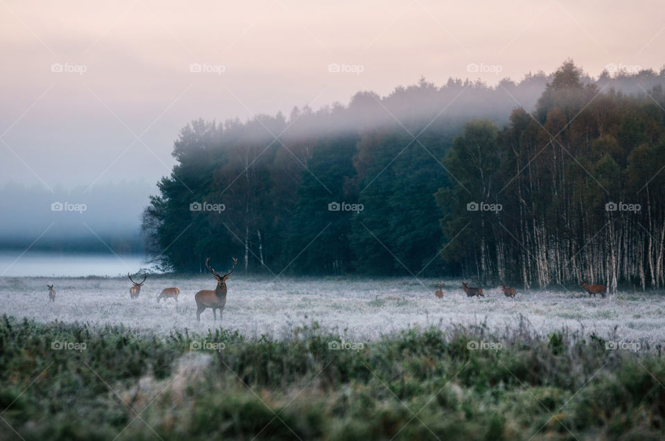 Red deer leader and hers of deers on the snowy field against the foggy forest in the morning. Wildlife in Naliboki forest,  Belarus