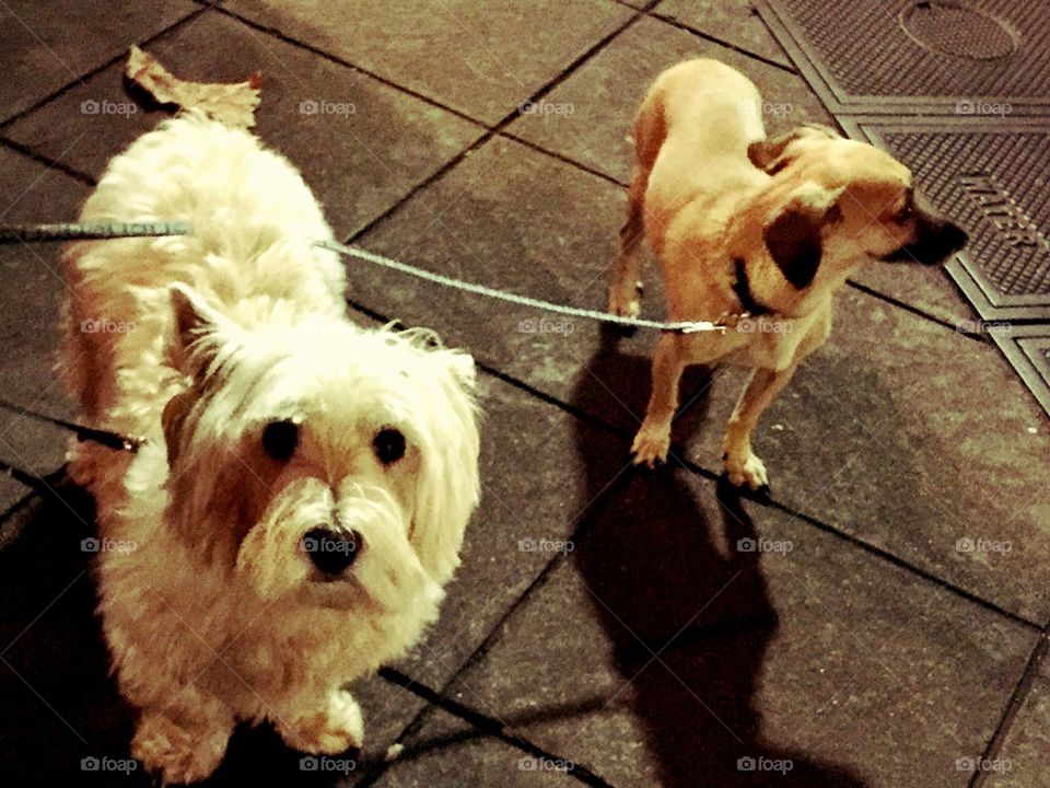 Two dogs on sidewalk