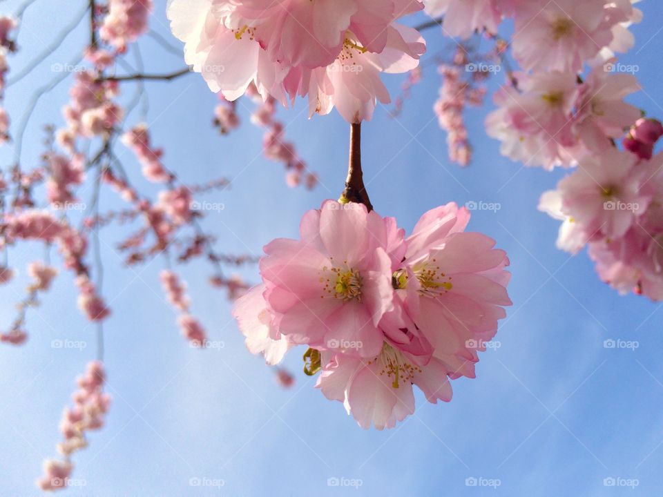 Cherry blossoms against sky