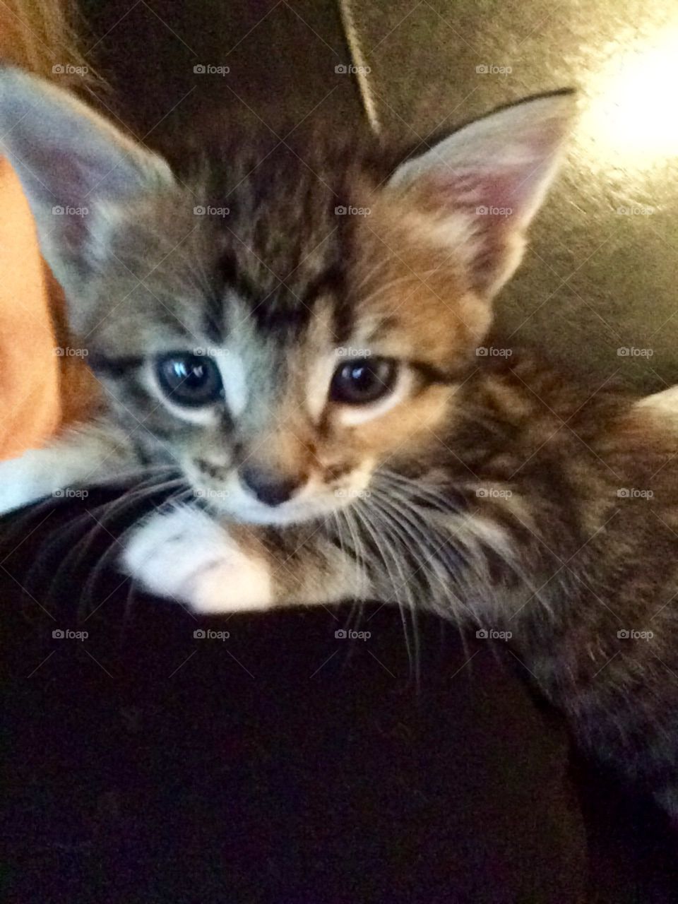 Baby girl kitty!