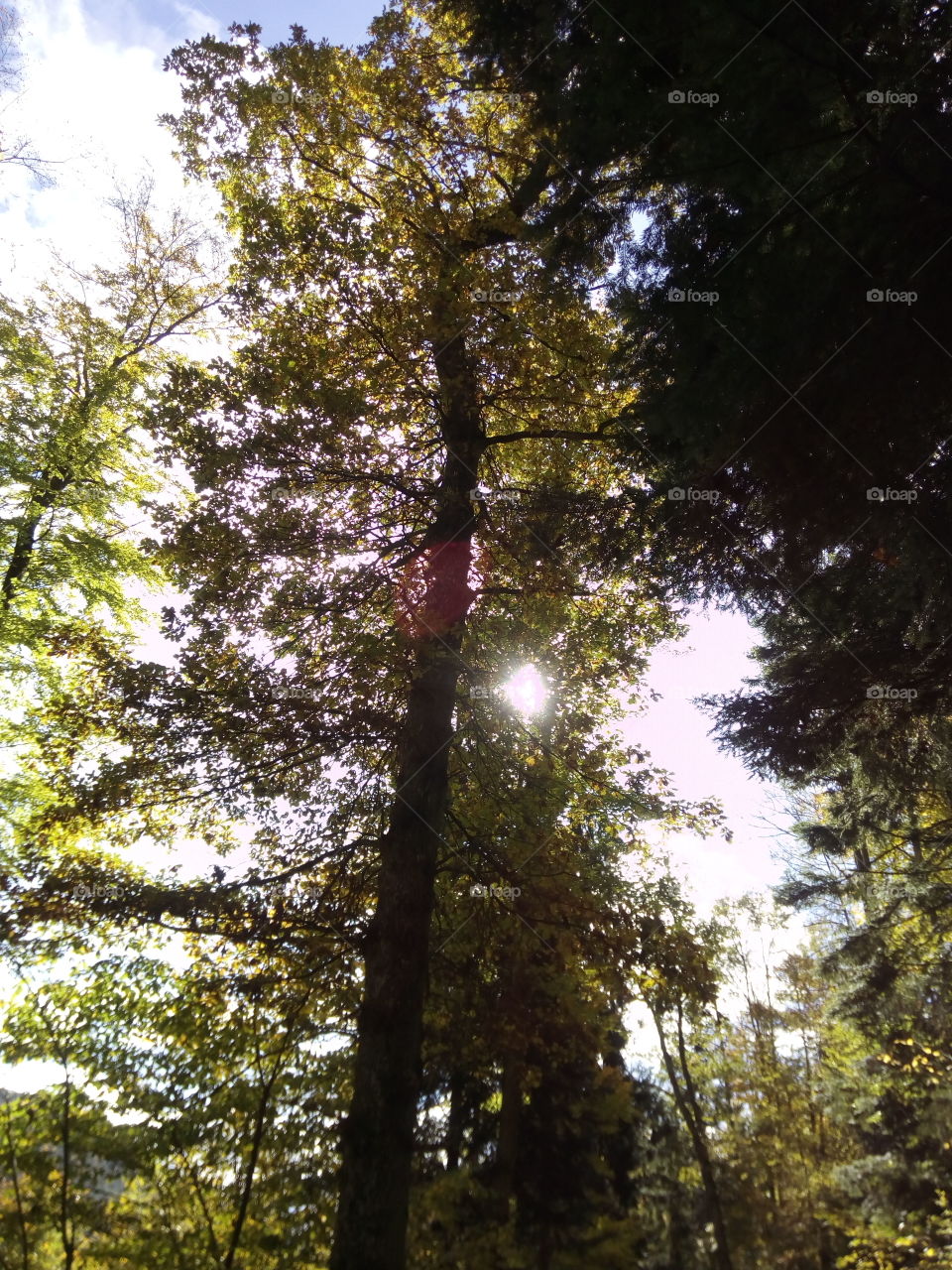 Sonne in Schwarzwald