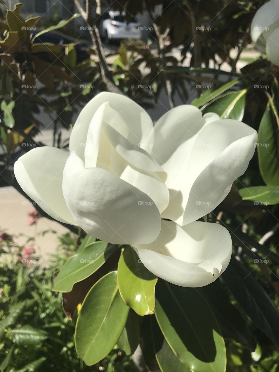 Springtime fragrant white magnolia blossom 