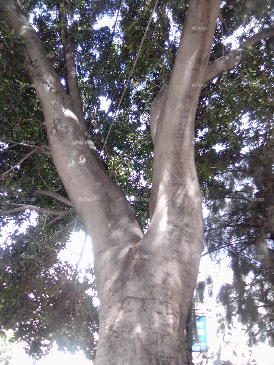 árbol