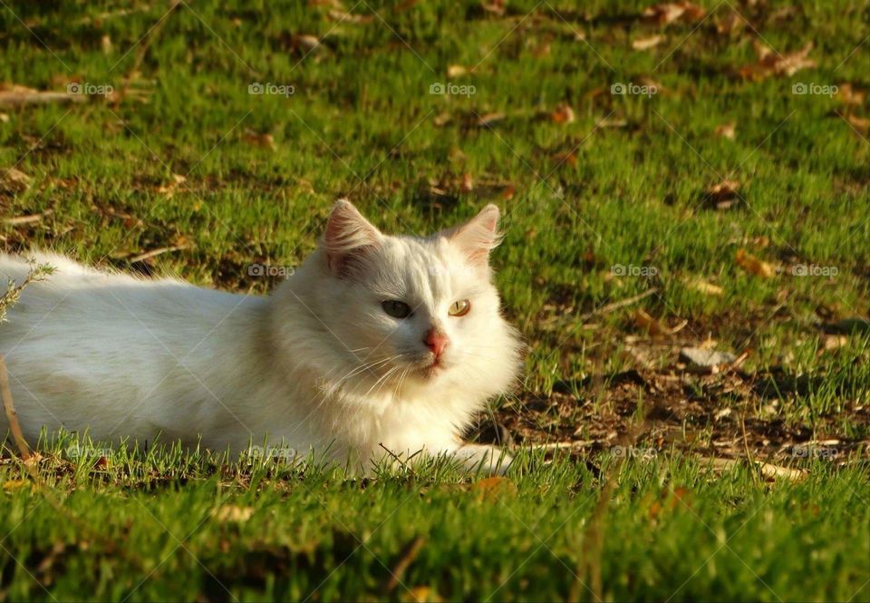 White cat