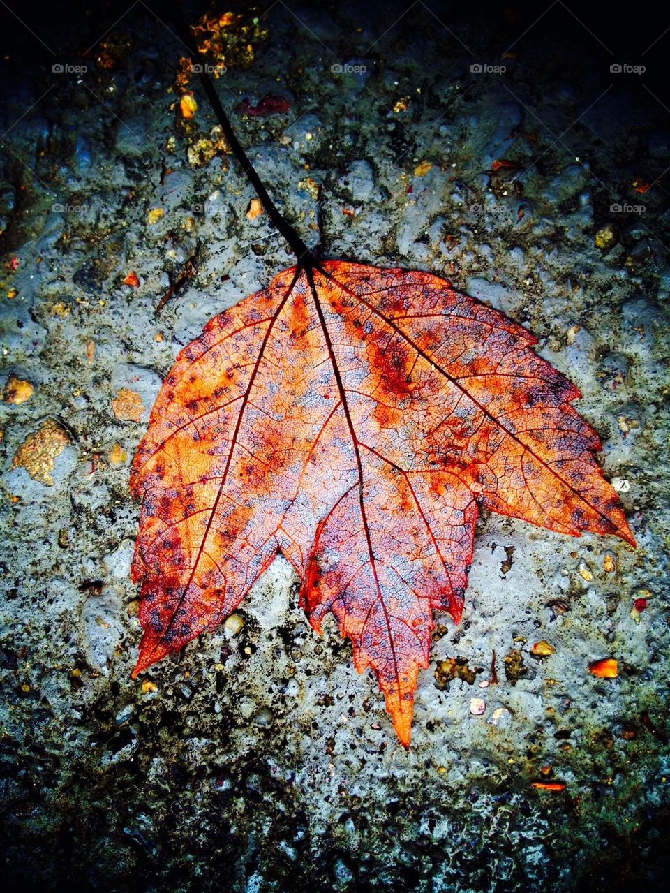 red colors color leaves by jmh