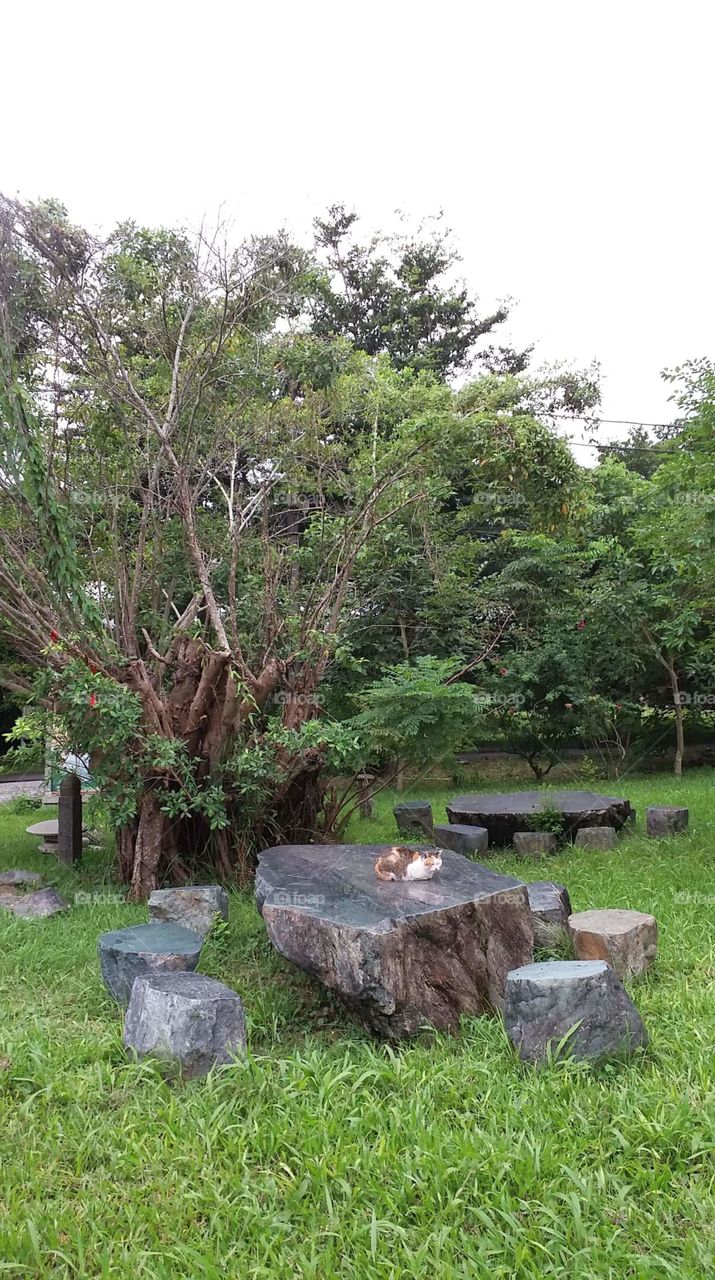 cat having a relax time