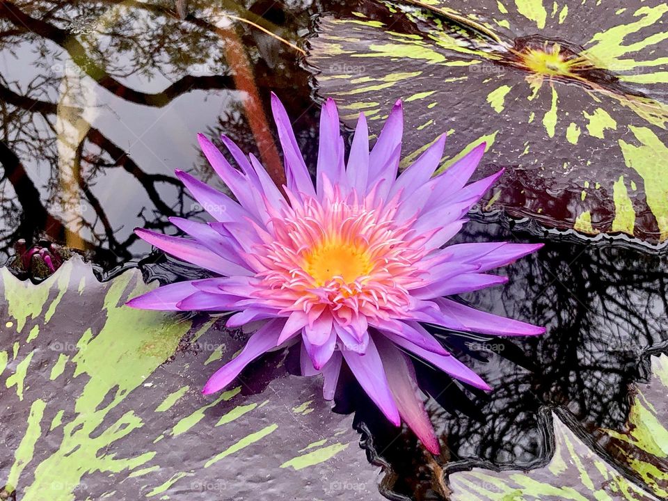 Contrasting color in nature- closeup of a purple and yellow water lily in a botanical garden pond