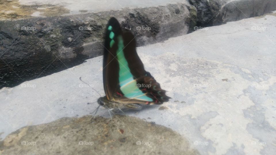 A beautiful Tosca green butterfly perched on a wet terrace.