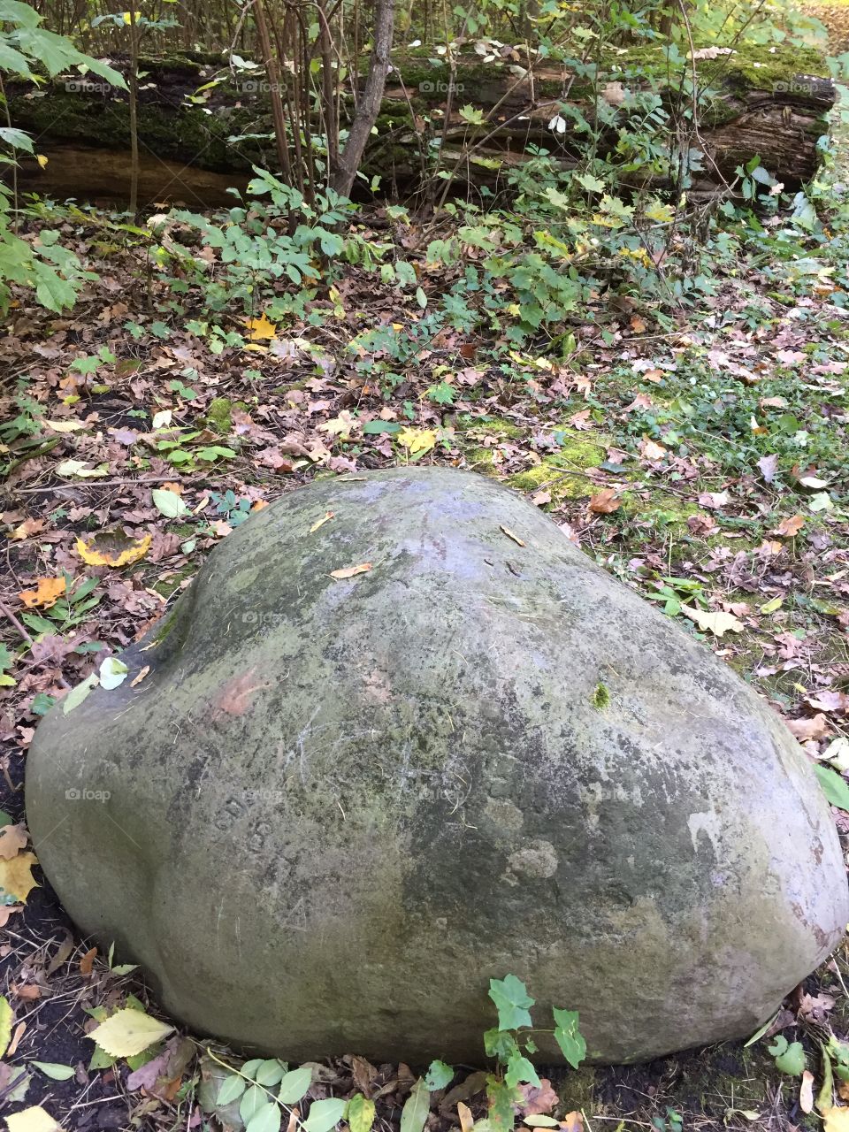 Big stone in the forest 