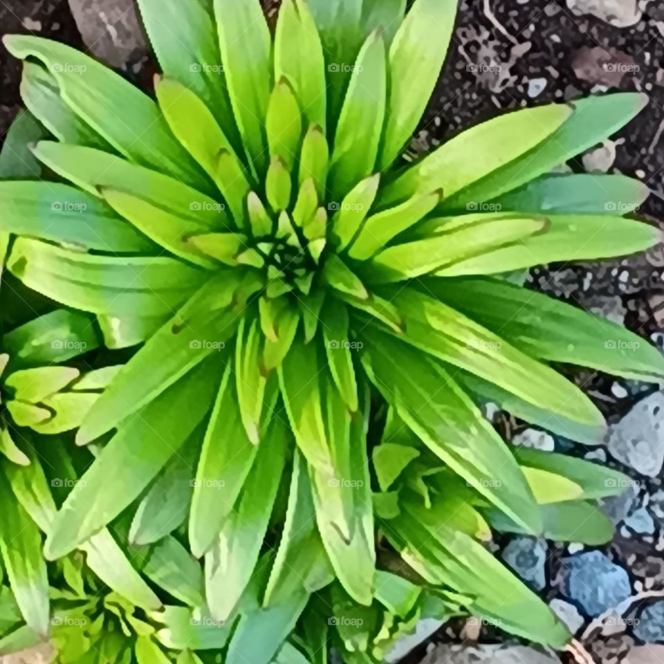 A early spring start of a amaryllis bulb, with stunning foliage in a brilliant green peeking up out of the rocky landscape.