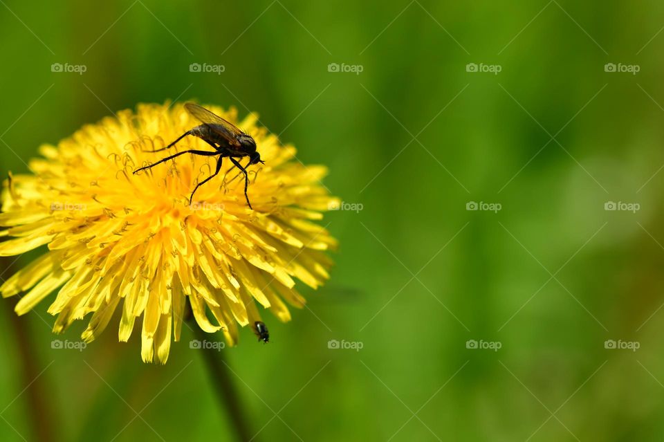 Blühender Löwenzahn darauf sitzt eine Fliege,  grüner Hintergrund Wiese