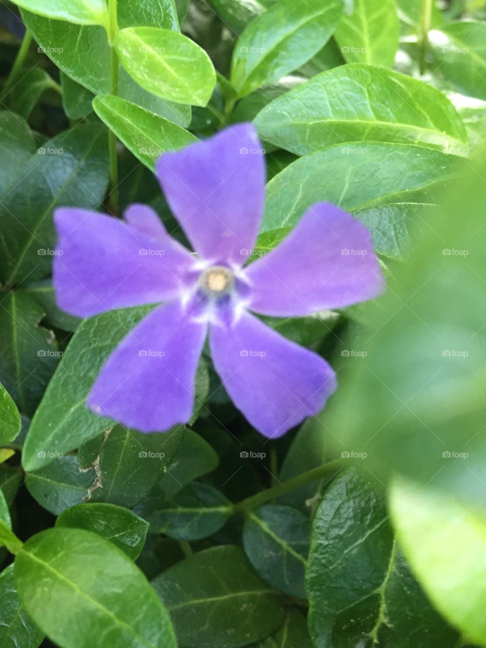Flowering vinca
Pittsford NY