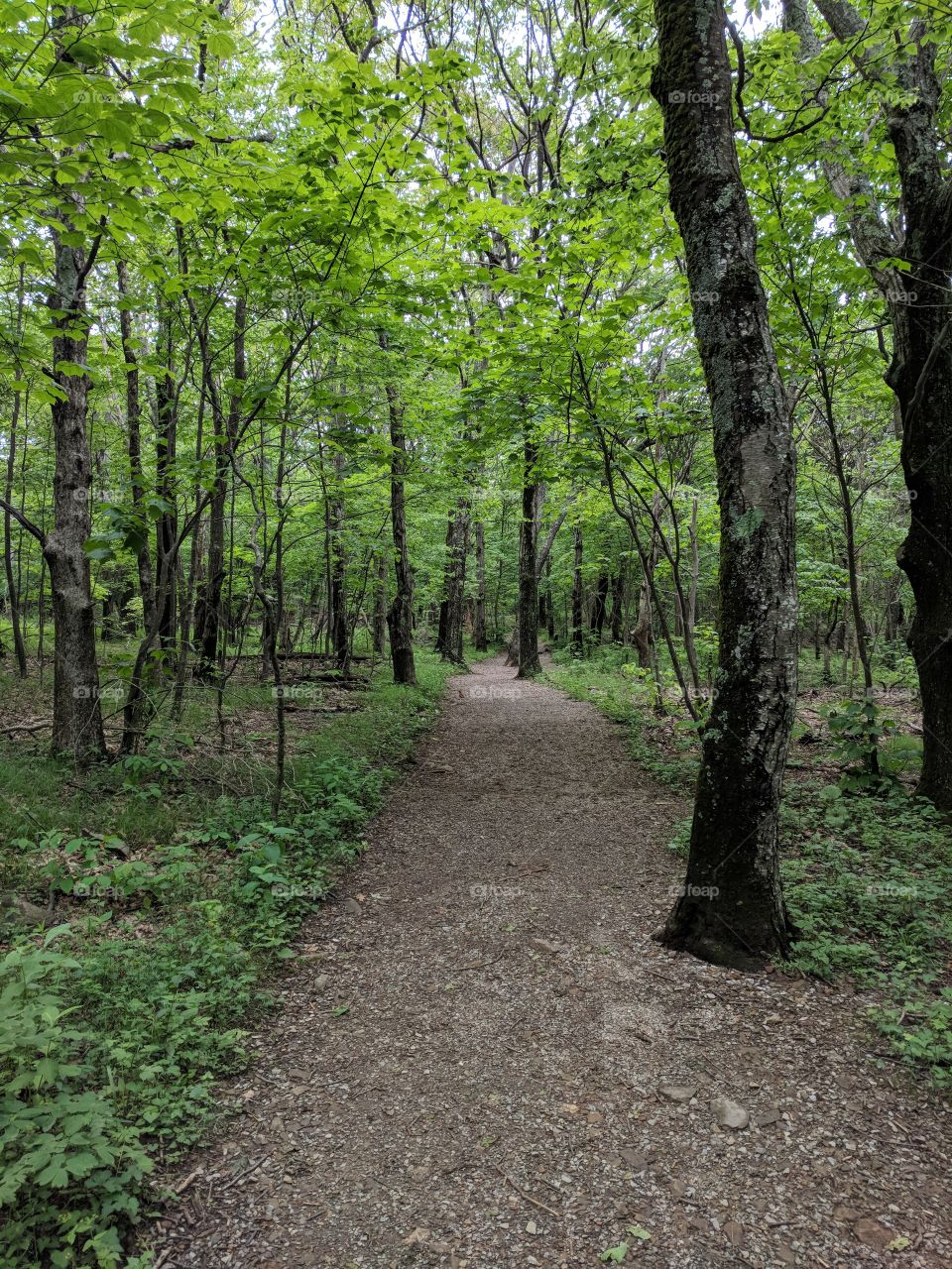 Shenandoah Trail