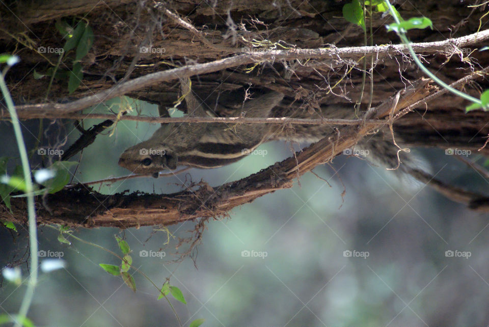 squirrels are cute, no matter what they are doing.