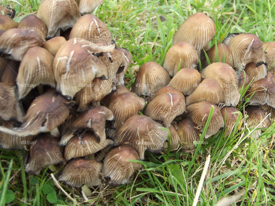 Wild Mushrooms