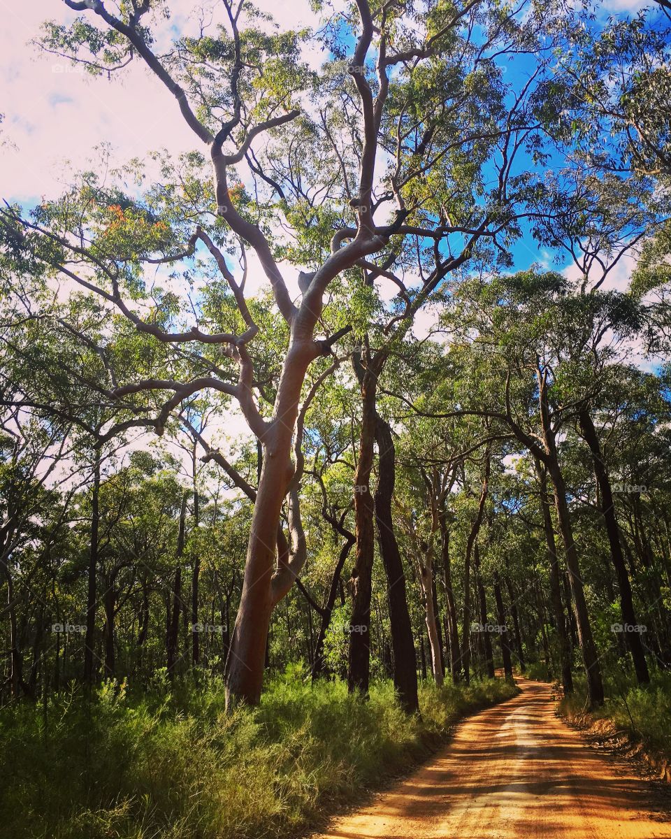 A dirt road in an Australian gum tree forest 