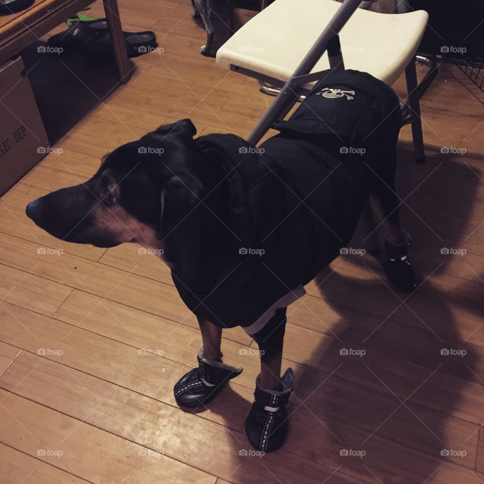 Dog ready for winter.