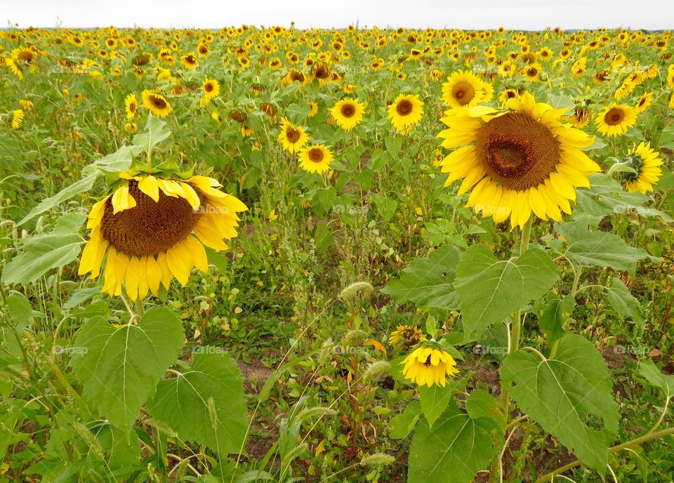 Sunflower field, MI. Sunflower field, MI