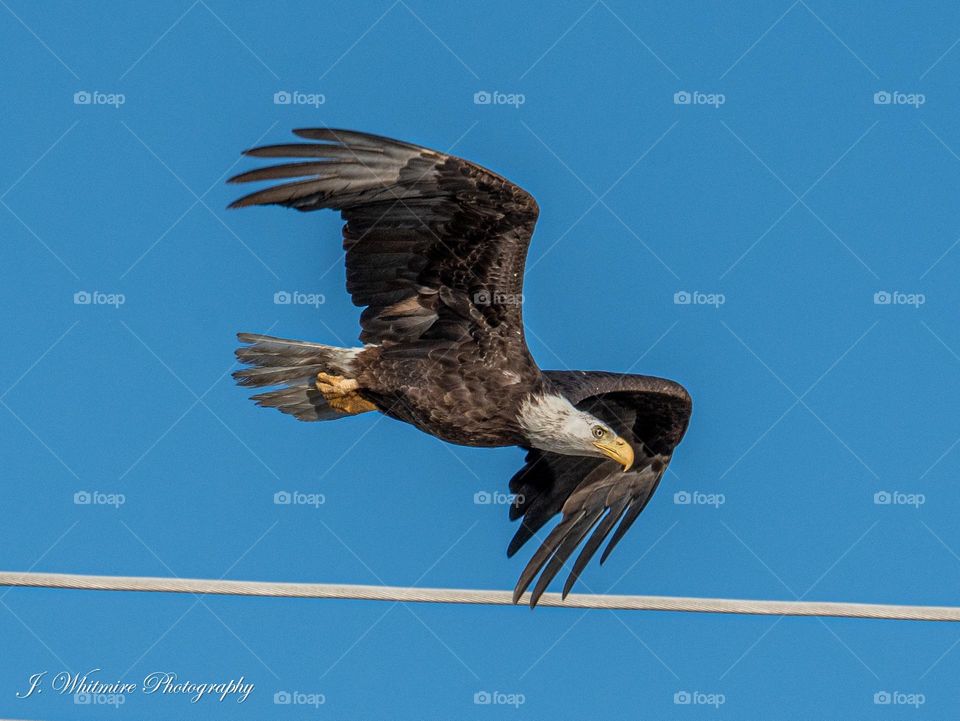 A adult bald eagle flies away from the telephone pole it uses as its urban perch
