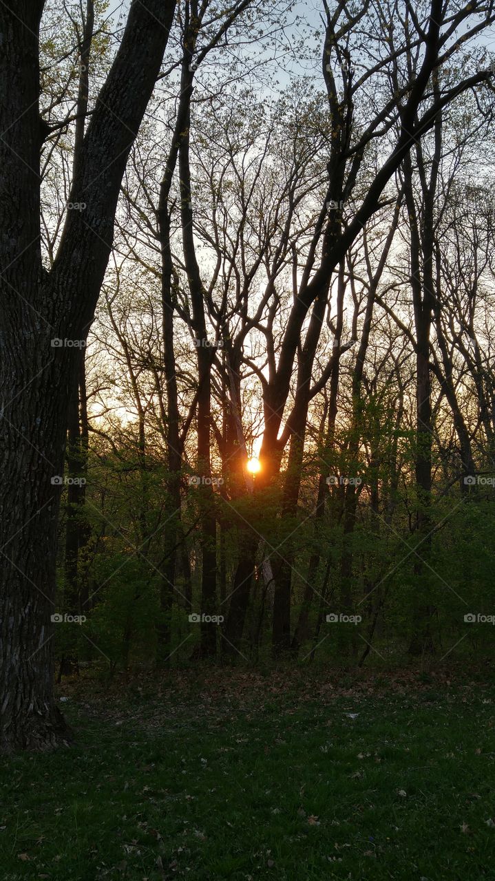 Sunset through the Trees