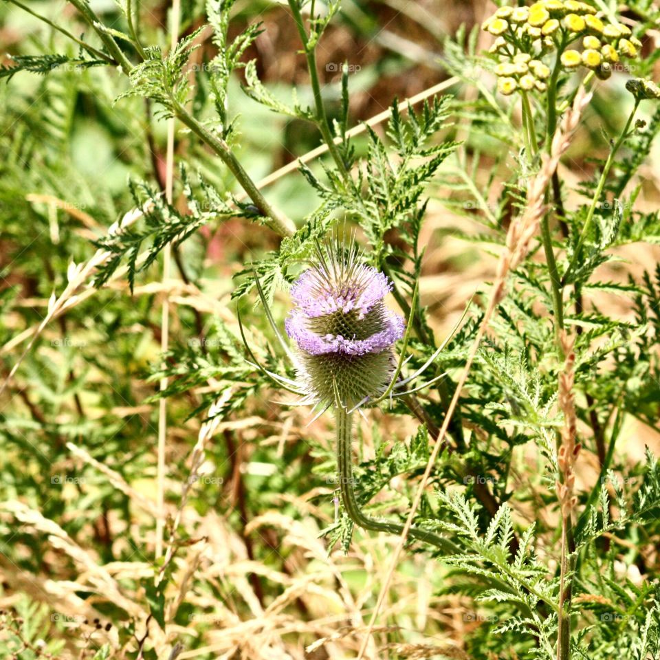 thistle flower