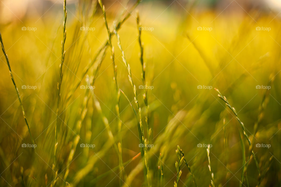 background image of grass in golden time