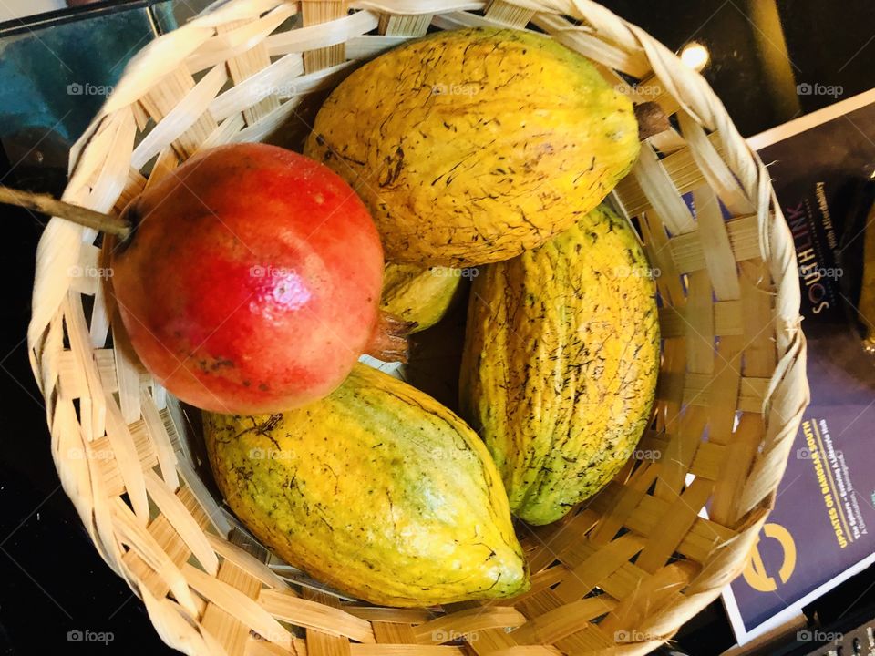 Cocoa fruit harvest 