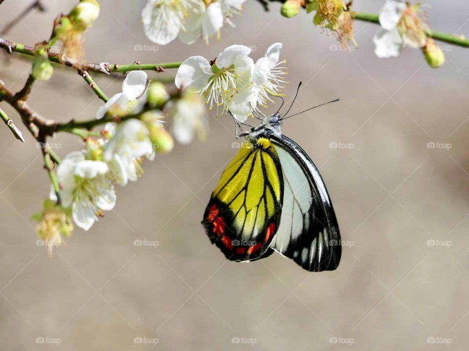 Beautiful and cute butterfly