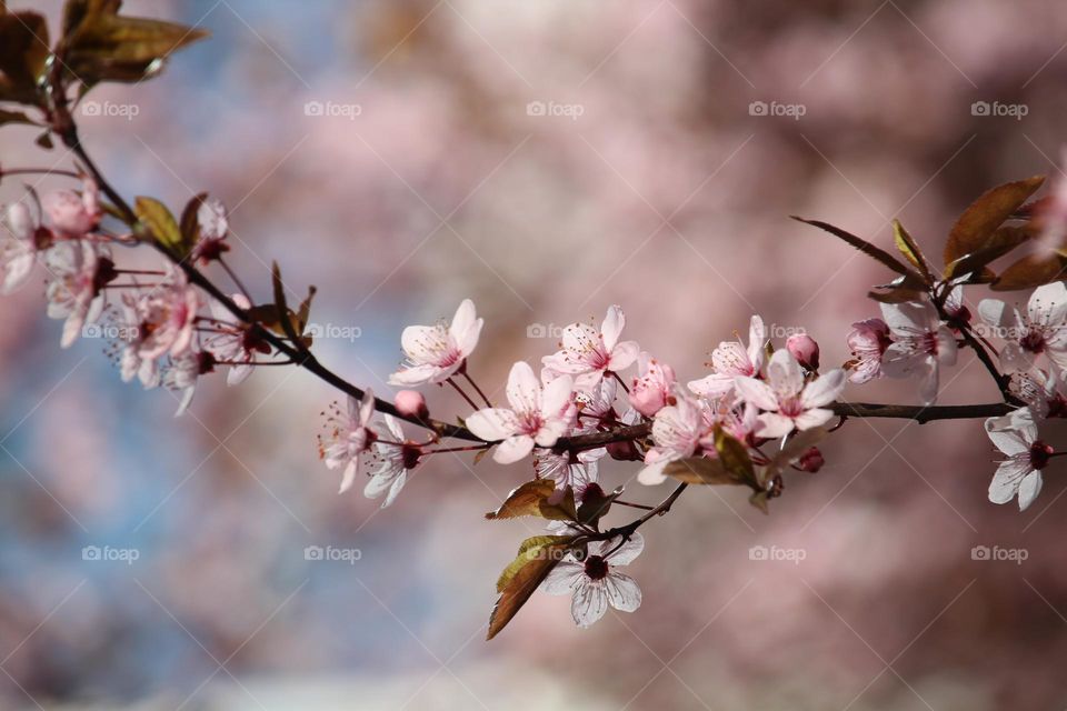 Pink spring flowers