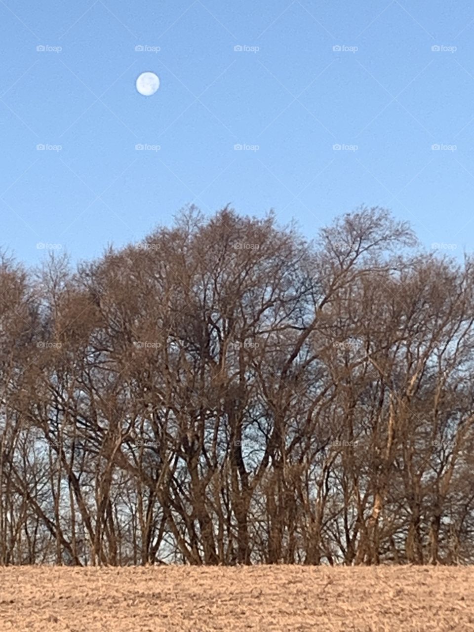 The setting gibbous moon in a bright blue sky over a line of bare trees and harvested farm field - portrait