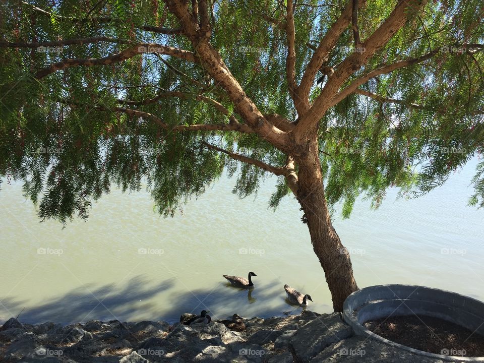 Two duck's swimming  in lake